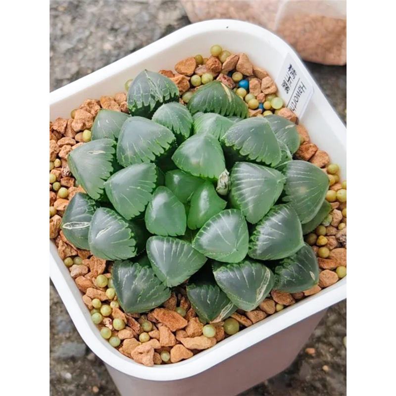 누오유루【 4-5cm 】