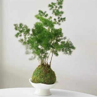 ���R��̦�\���҃��k���ҾGֲ̦�\����p��ֲ����ؔ�F����������