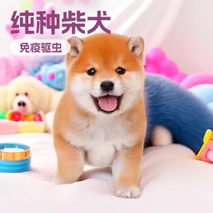 ��Ȯ��Ȯ���w�����ձ���������Ȯ��С�ͼ�ͥ�o�lȮ����Ȯ���ﹷ��