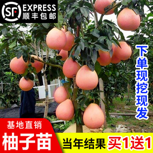 �޽�������t�����t���֘����Ϸ��Nֲ���Ե��Ԯ���Y��ͥԺ������