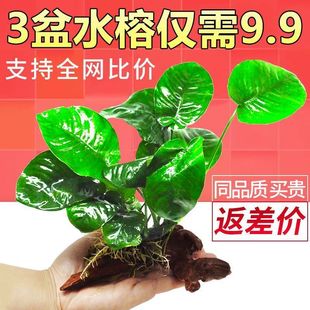 ���ˮ��ֲ������������˺��Bˮ�ų�ľ���Bˮ�Żʹ�ˮ���~���쾰