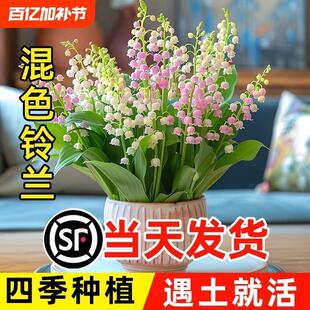 Mixed-Color Lily of the Valley Seedlings with Buds and Roots Potted Green Plant Bulbs for Indoor and Outdoor Perfume Cultivation Flowers Blooming in All Seasons