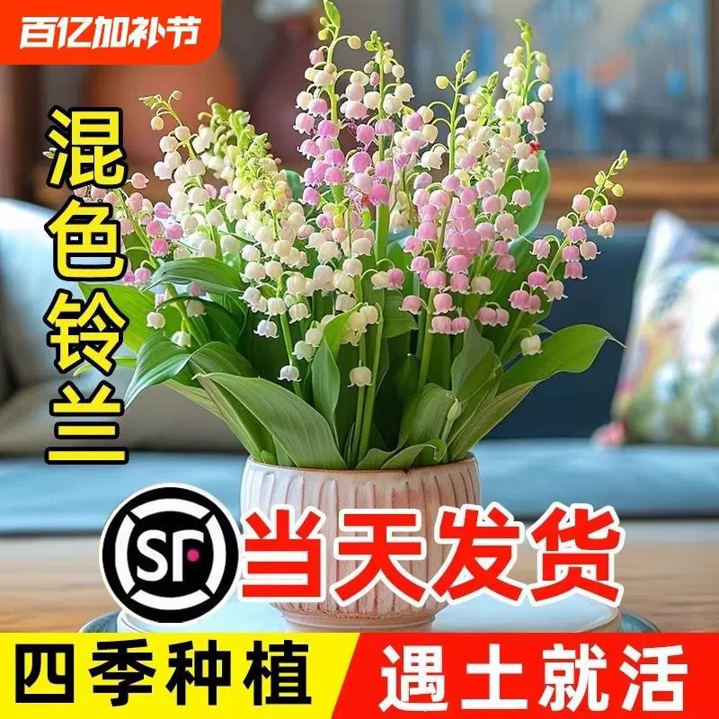 Смешанные цвета ландышей с бутонами и корнями, луковицы зеленых растений в горшках для выращивания парфюмерных цветов в помещении и на открытом воздухе, цветущие в любое время года.