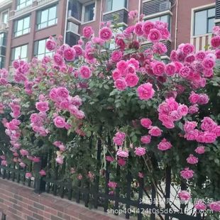 ��ɫ��ɳ��ʯ �л��¼���  �W��õ���¼� ���� �̨ͥԺ�h������