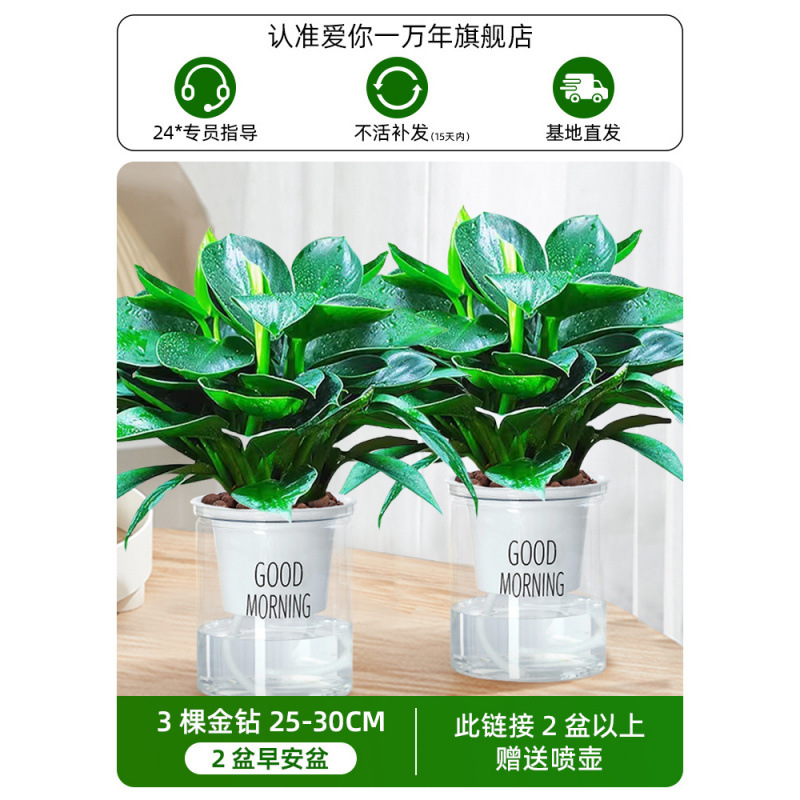 [2개 세면대 특별 제공] 25-30cm 골든 다이아몬드 3개 + 굿모닝 세면대 + 영양액 + 무료 물뿌리개