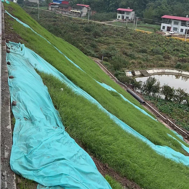 批发护坡草籽黑麦草早熟禾狗牙根高羊茅剪股颖草坪复绿草种子杂草