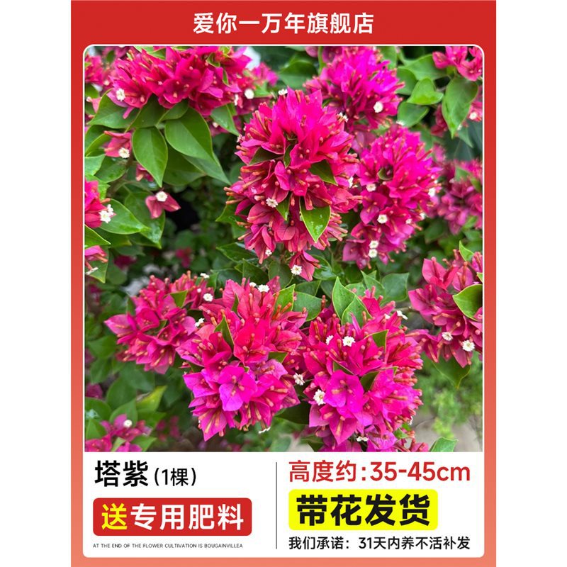 부겐빌레아 : 타워 퍼플 모종 [꽃과 함께 배송] + 비료