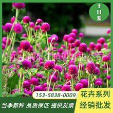 花種子千日紅百日紅火球庭院景觀綠化花卉盆栽易活花籽千日紫種子