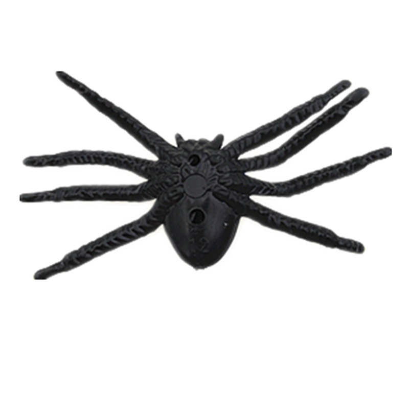 Red-Eyed Spider Image 4