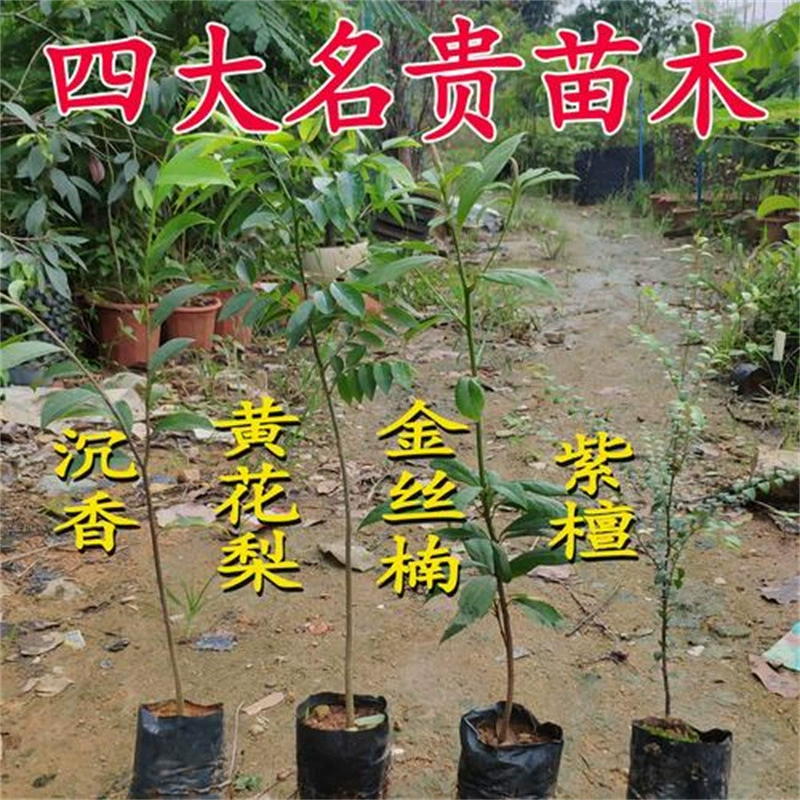 Редкие и ценные саженцы золотого шелка нанму, настоящего агарового дерева Циньань, редкого малолистного красного сандалового дерева, саженцы Хайнань Хуанхуали, палисандра.
