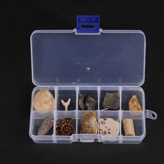 古生物化石标本盒三叶虫狼鳍鱼琥珀原石教学标本中小学地质科普