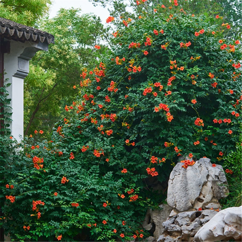 Саженцы клевера, вьющиеся растения, уличные цветочные горшки, вьющиеся круглый год, цветущий забор, дом, двор, вьющаяся стена, цветочные саженцы