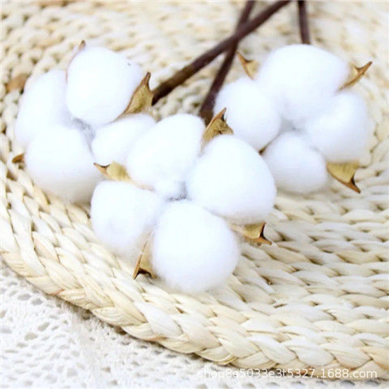 Venta al por mayor flor artificial algodón natural flor seca boda decoración del hogar foto decoración flor 10 solo algodón de madera