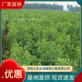基地批发 自产自销乌桕树苗 景区造景道路园林工程绿化苗