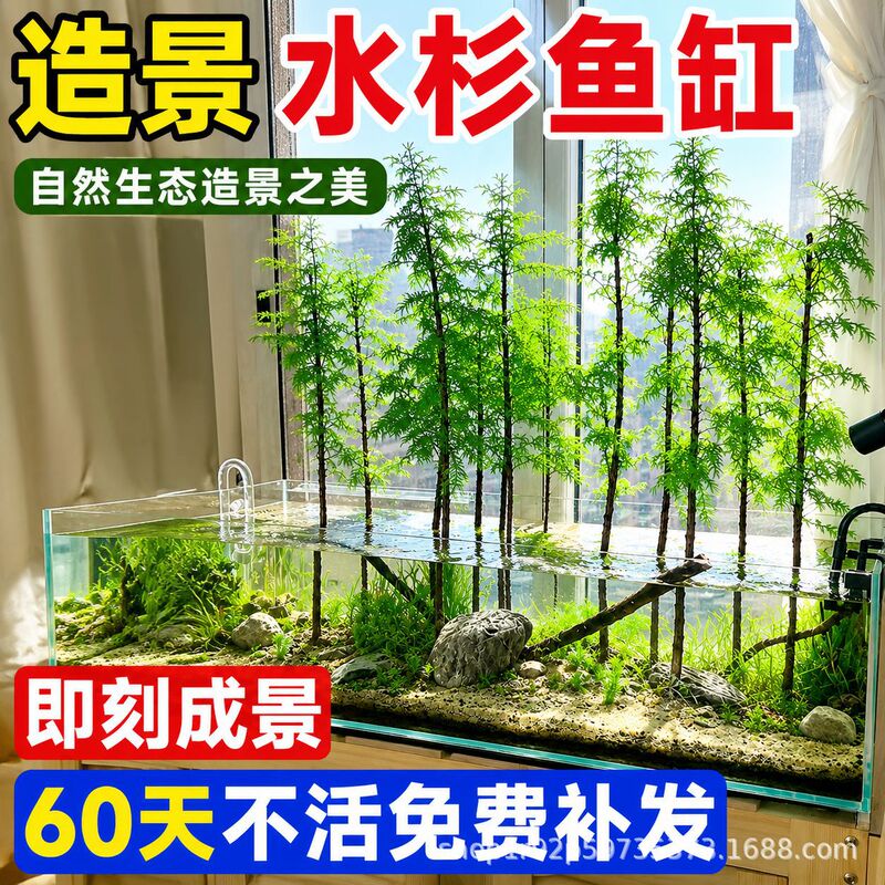 Metasequoia hydroponic fish tank landscaping saplings fish pond aquatic plants green plants office interior and exterior living room stream sand Metasequoia hydroponic fish tank landscaping saplings fish pond aquatic plants green plants office interior and exterior living room stream sand