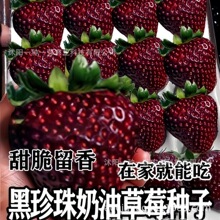 黑珍珠草莓种子草莓籽四季种植室内阳台盆栽水果农家蔬菜草莓种子