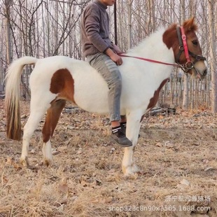 ���㌙���R�Bֳ�w��С�ɜ�� Ԓ �T�˵±����R���w�T����܇���U