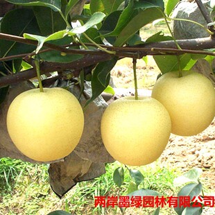 �����N���S������������� �F؛�޽������ ��Ʒ�Nζ���������