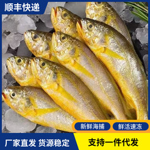 新鲜冷冻小黄鱼鲜活速冻海捕黄花鱼海鱼烧烤食材商用海鲜水产批发