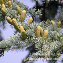 ��̖���|������ѩ��Ħ���a�^��ᘾ���