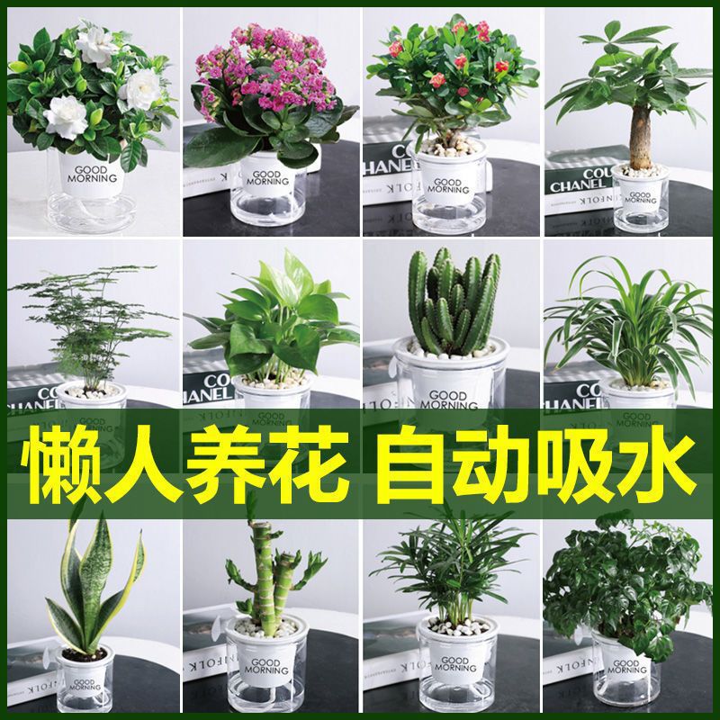 花卉盆栽绿萝植物发财树苗水培好养懒人室内四季带花盆景客