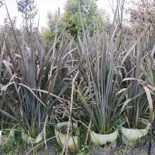 �����m������� ��߅���� �ɶ��@�־G����ľ ����ֲ�� ���@ֲ��