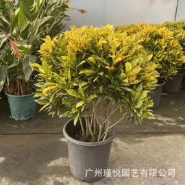 盆栽;灌木;观赏凤梨