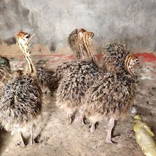 脱温鸵鸟苗非洲鸵鸟养殖场活体鸵鸟苗价格纯种鸵鸟苗包活包邮