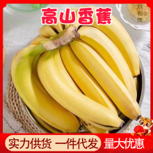 正宗云南高山香蕉9斤整箱新鲜应季当季水果10批发包邮5斤广西芭蕉