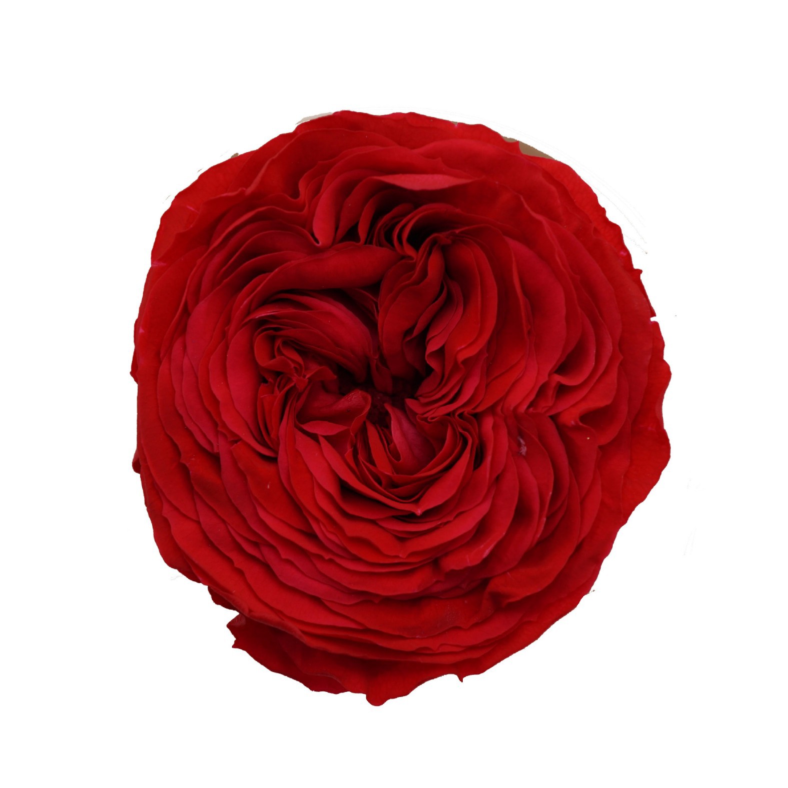 Ramo de Rosas Reales Preservadas A+ Chocolate Austin para el Día de San Valentín, Cubo de Abrazos, DIY, Descuento por Cantidad image 10