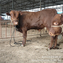 利木赞牛小牛犊哪里有出售的 小牛苗多少钱一头 肉牛养牛场