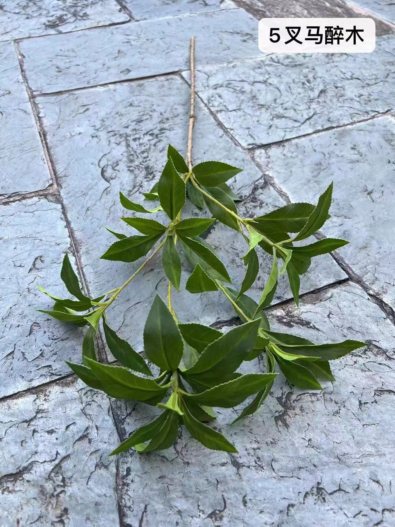 马醉木绿色1