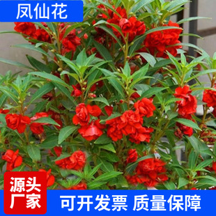 �ذ��P�ɻ��N��ָ�׻��߲��P�ɻ��軨�ļ���ͥԺ�̨���Ի��ܷN��