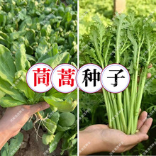 ��С�~����N�Ӵ��＾�ʵ۲��ļ��̨�����߲˷N�����~��U��Ұ��