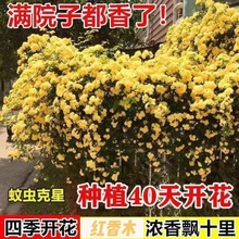 红木香花苗四季开花爬藤植物浓香型特大苗甜蜜黄木香庭院盆栽