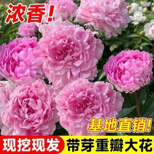 ĵ����������������ꖎ�����ĵ�����N�����p֦�ذ껨��ĵ��������