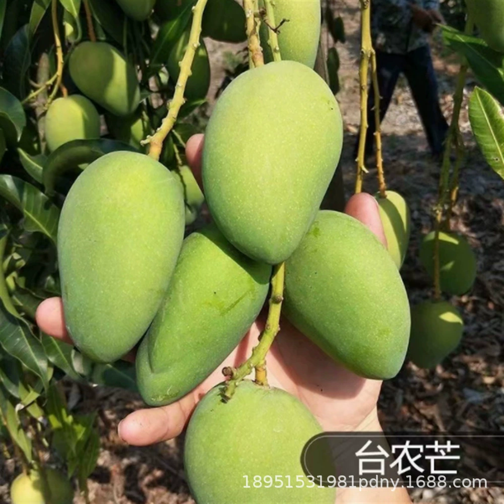 Новый сорт St. Delongmans Новый сорт Sun Son Mango Рассада Миядзаки Манго Четыре сезона Посадка Результаты года