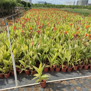 206基地批发 供应 花叶 金脉美人蕉 25-100cm高 盆栽 袋苗