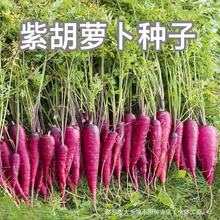 紫胡萝卜种子四季高产胡萝卜农家甜水果萝卜种籽庭院蔬菜种子