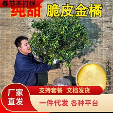 һ�����l��Ƥ��ێ����l؛���Ԙ����ļ������ʳ���������Ƥ����