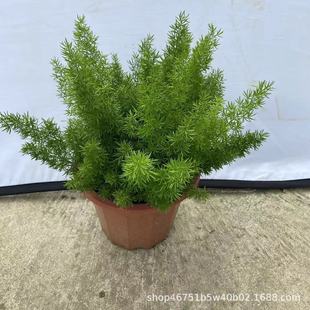 狐尾天门冬盆栽多年生常绿草本植物花园观叶绿植耐寒花卉四季常青-阿里巴巴
