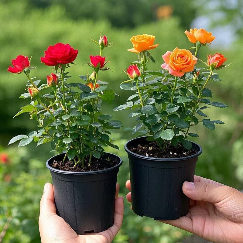 [Two Pack] Chinese Rose Seedling European Moon Big Flower Fragrance Balcony Potted Garden Vine Four Seasons Blossom Rose