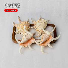 小六角螺 天然海螺贝壳鱼缸造景装饰创意家居地台摆件水字蜘蛛螺