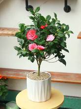 �ļ�����ɽ�軨�������ԝ����͎������͏d�҃Ȼ���ɫ�൤����ֲ��