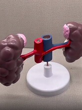 ţ�I�Kģ��������ֳ�ӌm���������F�t�̌W����չʾ�˱����Kţ�w