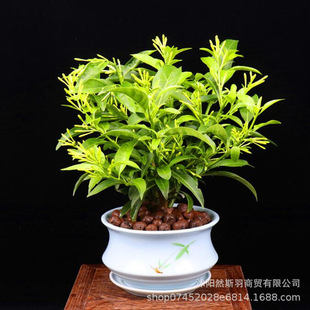 ҹԝļ҃ͥԺ^ֲÃ՚ݾGֲﻨ