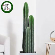 新款仙人柱大花量天尺镇宅招财客厅造景室内防辐射除甲醛批发清仓