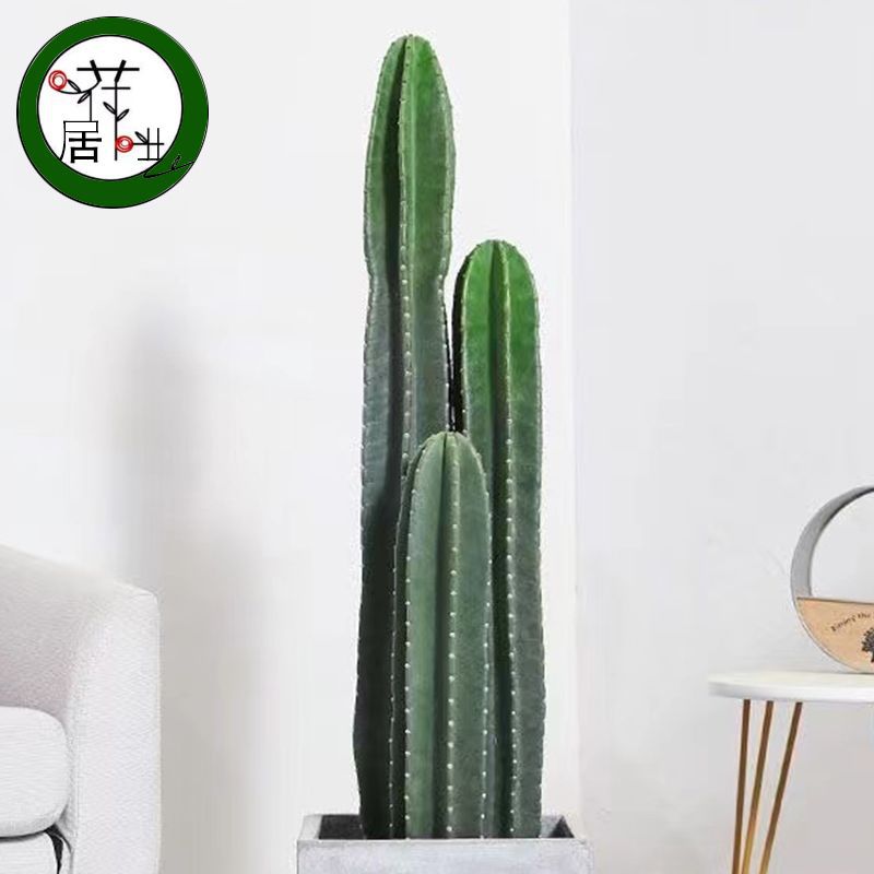 新款仙人柱大花量天尺镇宅招财客厅造景室内防辐射除甲醛批发清仓