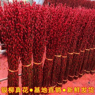 Silver Willow Real Flowers, Fresh Branches, New Year's Eve Flower Potted Red Dried Flowers Blessing Bucket Indoor Flower Living Room Silver Willow Dried Flower Ornaments