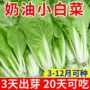盆栽耐寒耐热速生种籽